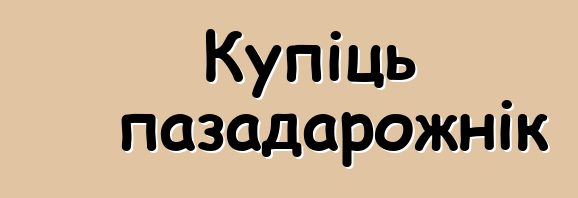 Купіць пазадарожнік