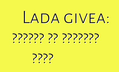 Lada givea: ግምገማዎች እና የተሽከርካሪ መግለጫ